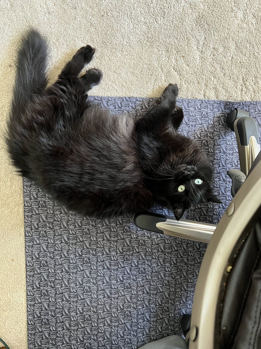 MatthewRehrl's tweet image. While #writing, need to convince my cat Roo that sleeping next to my rolling-wheels office chair isn’t a good idea. 😔
#5amwritersclub