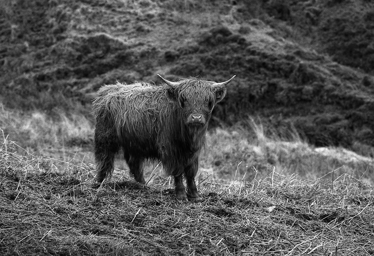 "Shaggy" .. Nikon F100, Sigma 105mm f2.8 on ilford FP4@200  for #ilfordphoto #fridayfavourites