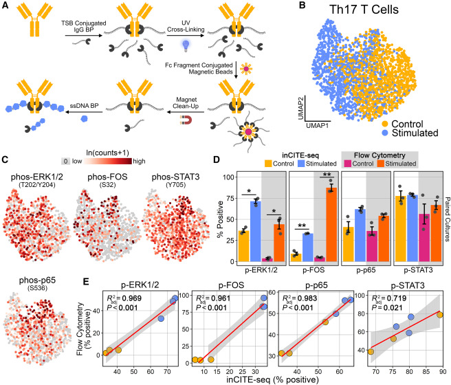 Waggoner Lab (@labwaggoner) on Twitter photo Integration of phospho-signaling and transcriptomics in single cells reveals distinct Th17 cell fates <a href="/CellReports/">Cell Reports</a>
cell.com/cell-reports/f… <a href="/sfortma2/">Seth Fortmann</a> <a href="/welnerlab/">welnerlab</a> Integration of phospho-signaling and transcriptomics in single cells reveals distinct Th17 cell fates <a href="/CellReports/">Cell Reports</a>
cell.com/cell-reports/f… <a href="/sfortma2/">Seth Fortmann</a> <a href="/welnerlab/">welnerlab</a>