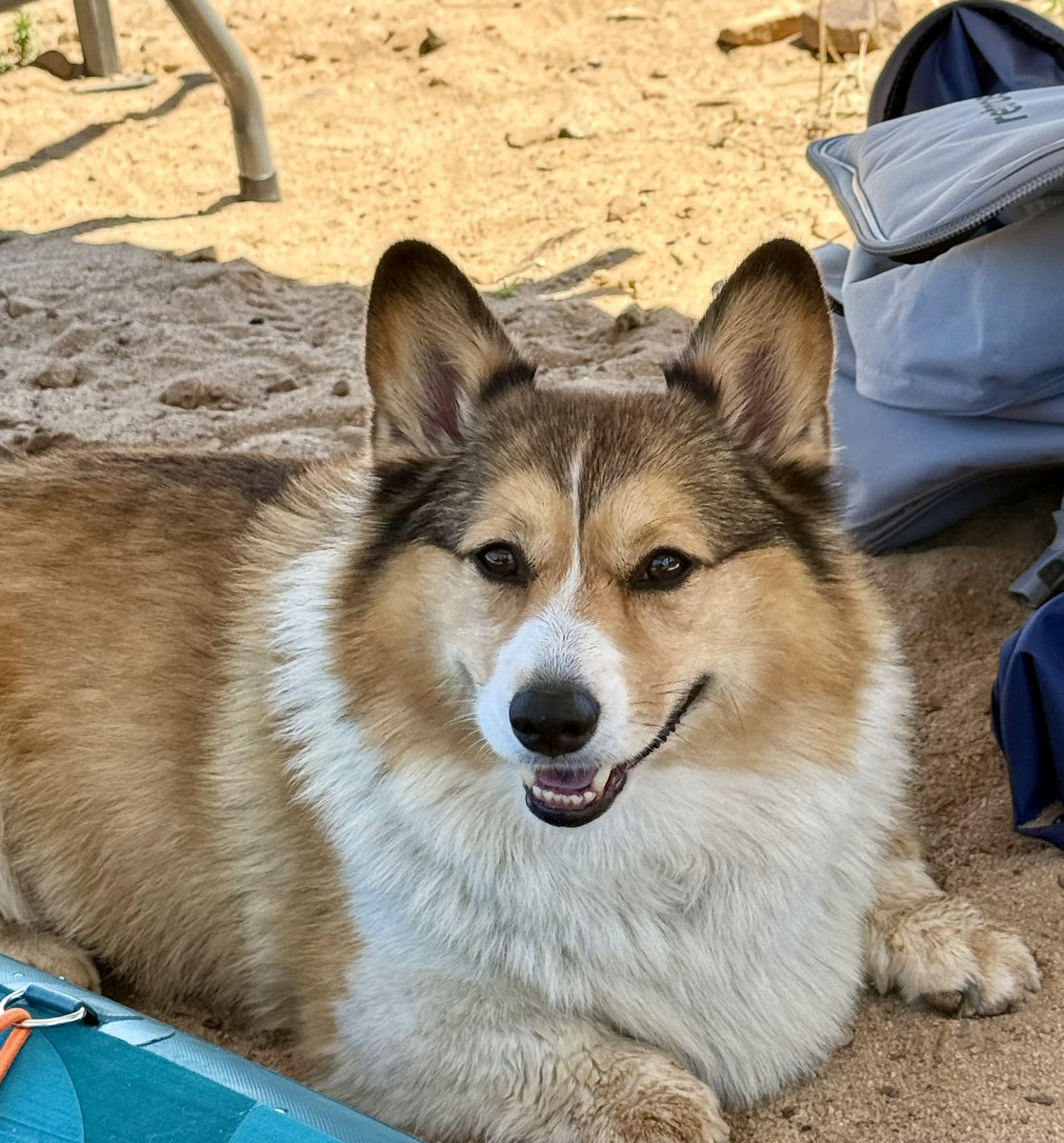 WinstonCorgiDog's tweet image. Happy Thursday Corgi Dog Winston-Family!☀️🐶✌🏻 Hope You’re All Well and Having a Wonderful, Joy-Filled Day!💕 Peace and Blessings💌❤️ #Happy #Thursday #Corgi #Dog #Family