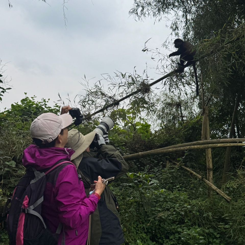 BeautifulUG520's tweet photo. Pure gold in the mist! .Trekking with the lively Golden Monkeys in Rwanda's Volcanoes National Park. An unmissable primate encounter!

#GoldenMonkey #Volcanoes #BeautifulSafarisUganda #Rwanda #Safari #VisitRwanda https://t.co/HGDpR29t7O