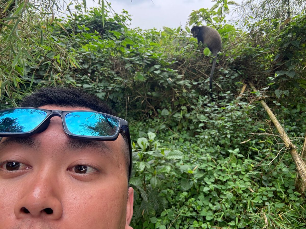 BeautifulUG520's tweet photo. Pure gold in the mist! .Trekking with the lively Golden Monkeys in Rwanda's Volcanoes National Park. An unmissable primate encounter!

#GoldenMonkey #Volcanoes #BeautifulSafarisUganda #Rwanda #Safari #VisitRwanda https://t.co/HGDpR29t7O