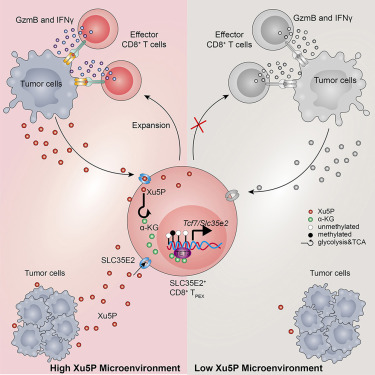 Cell_Metabolism's tweet image. New! Online now: Xylulose 5-phosphate fosters sustained antitumor activity of progenitor-like exhausted SLC35E2+ CD8+ T effector cells dlvr.it/TLz3sH