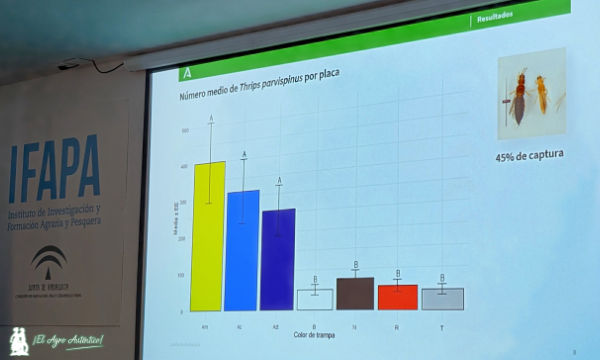 🔝🔝🔝Las trampas cromatrópicas bajan casi a la mitad la población de #parvispinus en el #invernadero

📝agroautentico.com/2025/07/las-tr…

📌Esta mañana jornada de transferencia en el Ifapa de La Mojonera #Almería

#controlbiologico #agricultura #bichos #plagas