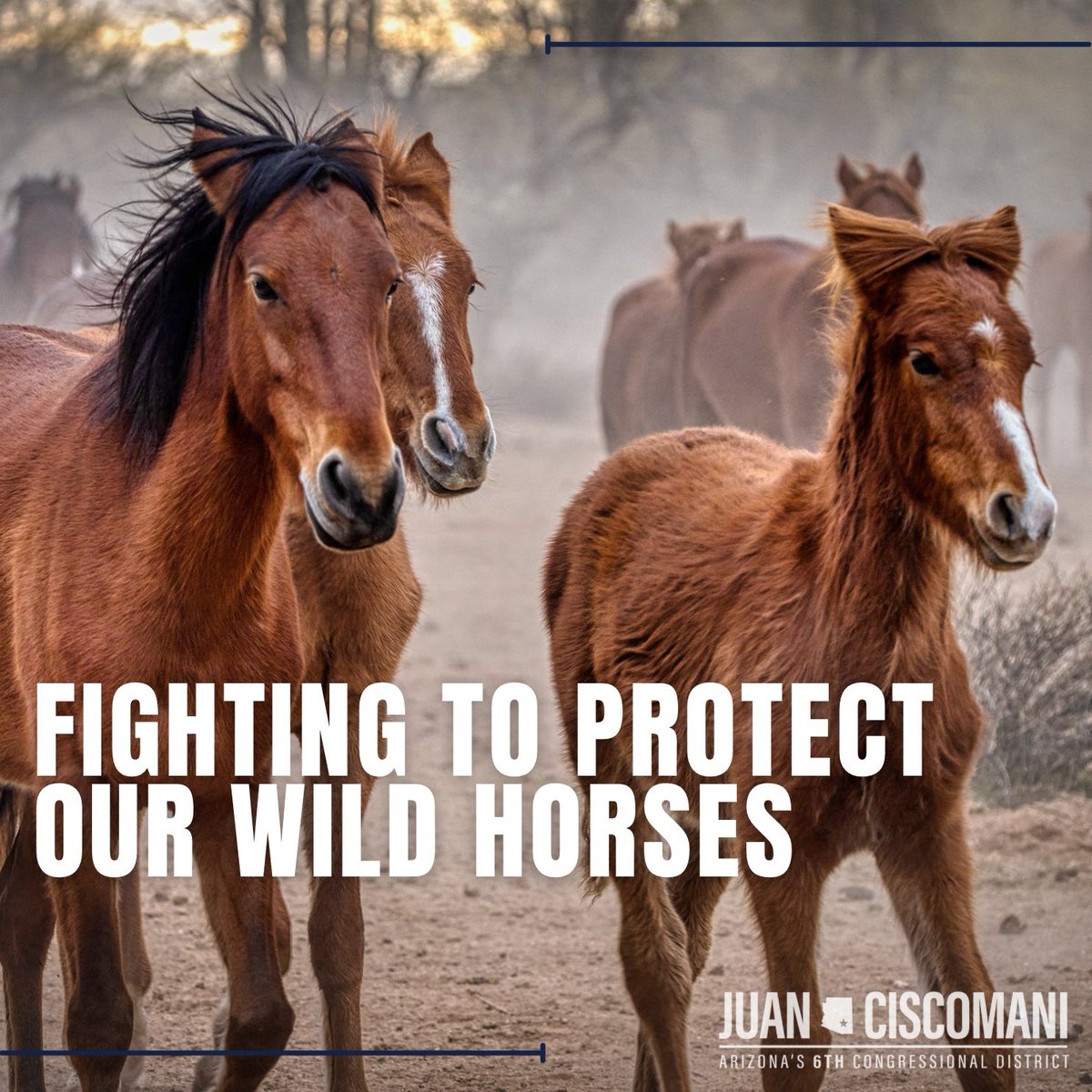 Wild horses &amp; burros have faced cruel, costly roundups — often leading to their deaths.

As co-chair of the Congressional Wild Horse Caucus, I’m proud to introduce bipartisan legislation promoting humane alternatives to manage these iconic animals.

MORE➡️ ciscomani.house.gov/media/press-re…