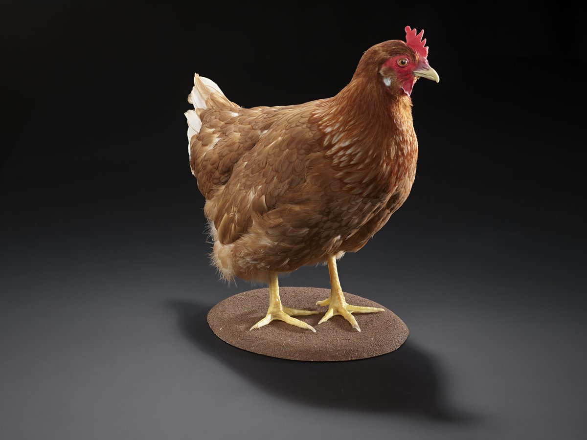 sciencemuseum's tweet image. Are you ready to find out what the Future of Food holds? 🍔
Opening only a week from now, our new free interactive exhibition features objects that explore the innovative possibilities in future food production, from an ancient 1500 BCE loaf of bread to a chicken genetically…
