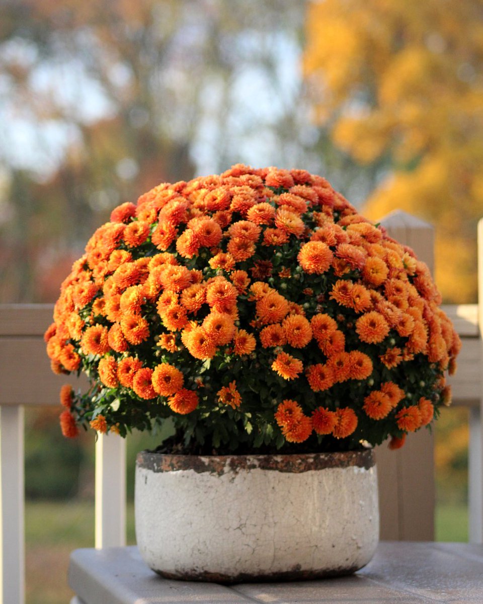 Plantex 20-10-20 is a high nitrate, all-purpose fertilizer with a full micronutrient package—perfect for soilless mixes and low light conditions.

Find out more and locate a distributor: plantprod.com/product/plante…

#PlantexSolutions #PlantNutrition #WaterSolubleFertilizer #GrowSmart