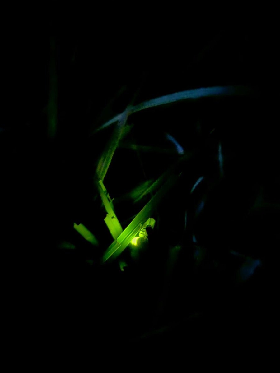 DevonWildlife's tweet image. 🌟 Magical Summer Nights – Glow-Worms Spotted at Chudleigh Knighton! 🌿🐞

They may be called glow-worms, but these glowing creatures are actually beetles! 

In summer, adult female glow-worms shine with a soft greeny-orange light to attract a male for mating.

Have you seen any?
