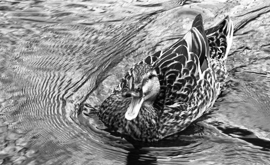 #TBT Photograph taken in 1971 of a duck, mouth wide open, swimming on the Red Cedar River. We love our campus ducks! #MSUHistory