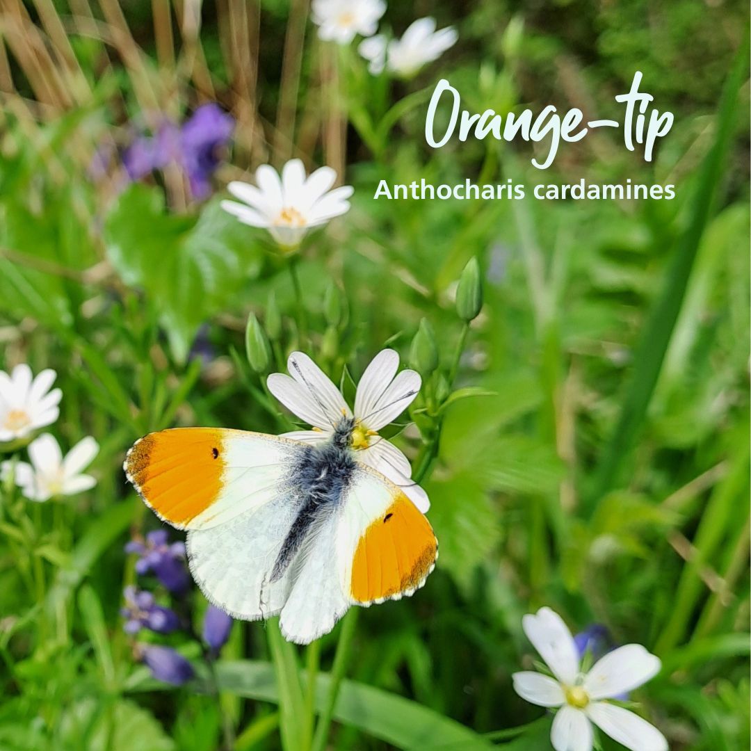 TheParksTrust's tweet image. Did you know that the UK is home to 59 species of butterfly? 🦋
From our annual surveys which we carry out with the help of our volunteers, we have identified 32 species using Milton Keynes’ parks.
Learn more: ow.ly/8vT250Wr2xu