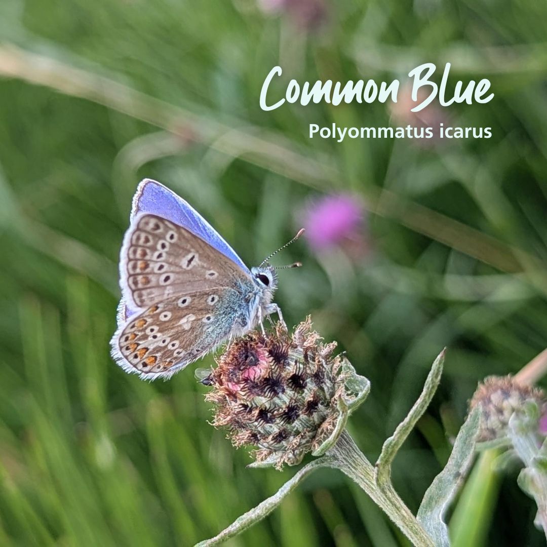 TheParksTrust's tweet image. Did you know that the UK is home to 59 species of butterfly? 🦋
From our annual surveys which we carry out with the help of our volunteers, we have identified 32 species using Milton Keynes’ parks.
Learn more: ow.ly/8vT250Wr2xu