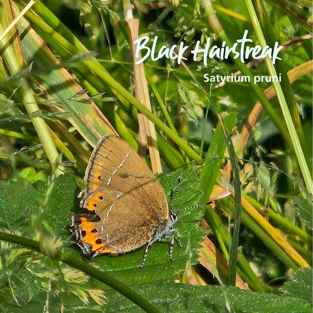 TheParksTrust's tweet image. Did you know that the UK is home to 59 species of butterfly? 🦋
From our annual surveys which we carry out with the help of our volunteers, we have identified 32 species using Milton Keynes’ parks.
Learn more: ow.ly/8vT250Wr2xu