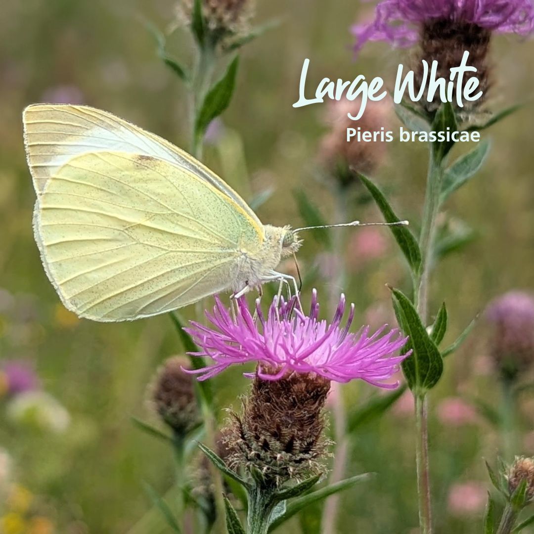 TheParksTrust's tweet image. Did you know that the UK is home to 59 species of butterfly? 🦋
From our annual surveys which we carry out with the help of our volunteers, we have identified 32 species using Milton Keynes’ parks.
Learn more: ow.ly/8vT250Wr2xu