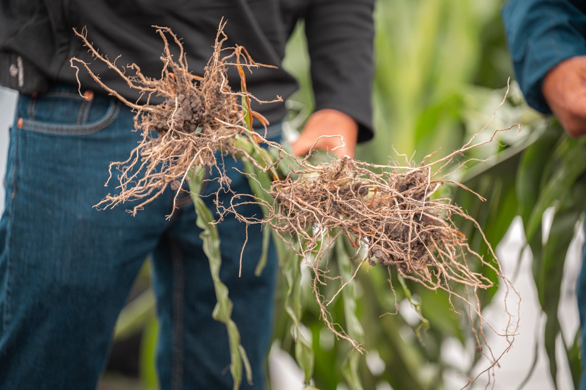 TheGrandFarm's tweet image. We couldn’t have asked for a better Field Day at the Innovation Campus 🌾 Huge thanks to @AnheuserBusch, our partners, @pivotbio, @KWS_Group, @ADMAgriculture, and all of our startups and attendees who joined us. Ag moves forward when we show up and stay curious!