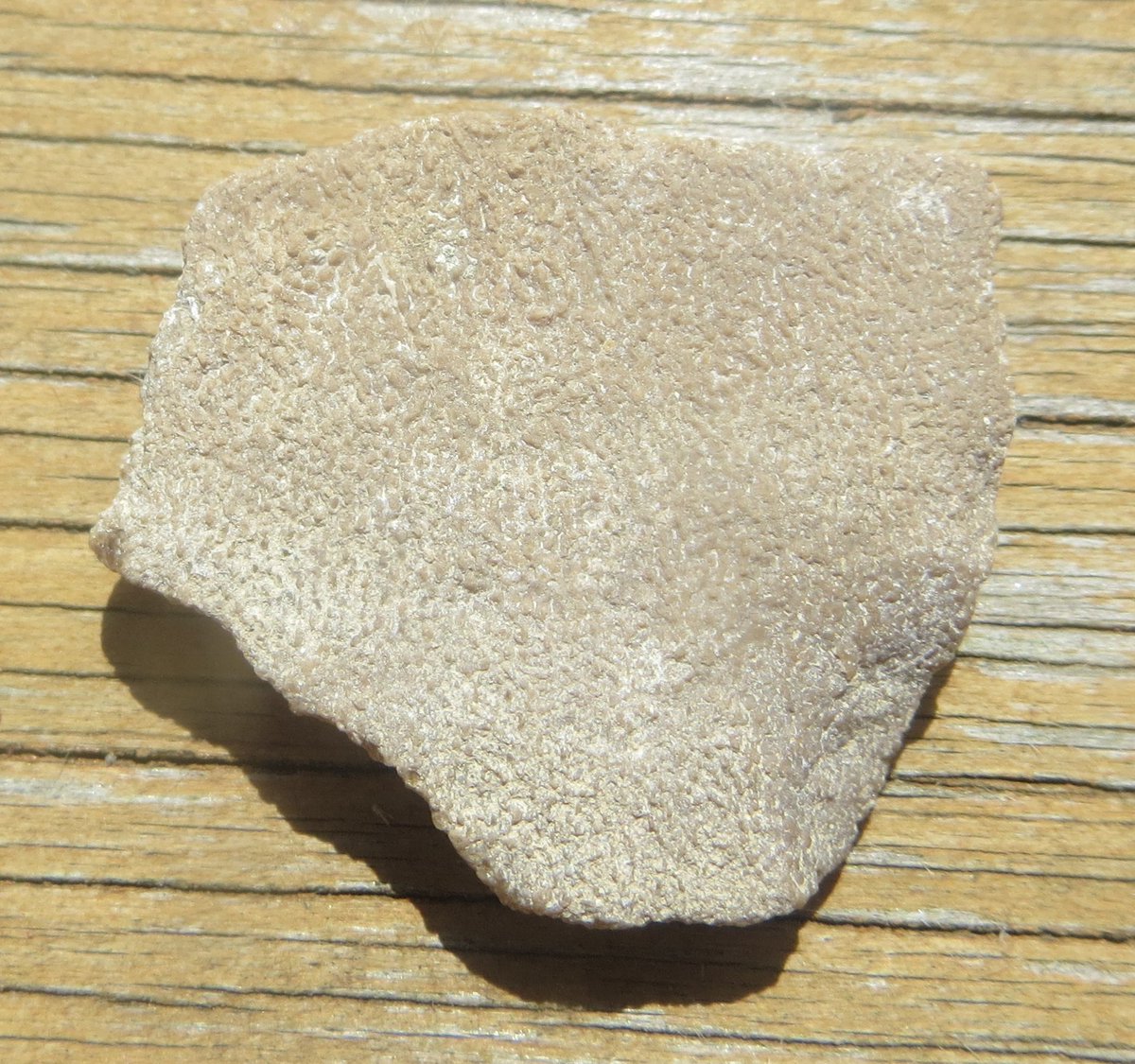 _Oviraptor_'s tweet photo. Saltasaurus lorcatus eggshell fragment. https://t.co/vXgqWp6bzo