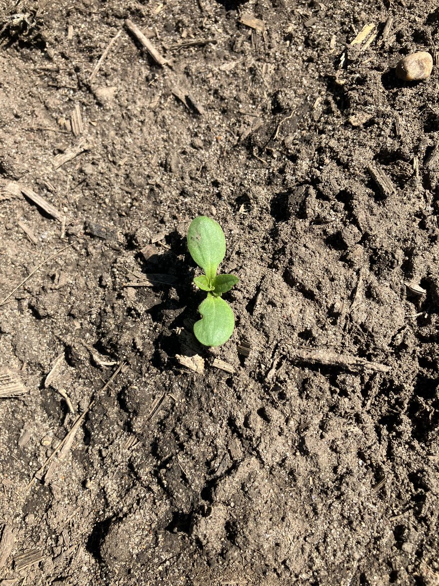 Ryan Miller tweet media