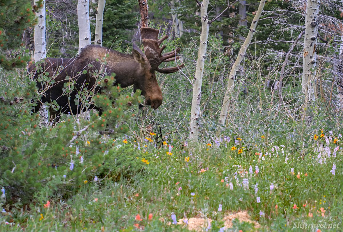 Bull moose need to eat continually through summer &amp; fall to grow a new set of antlers each year. They also enjoy looking at wildflowers. 🙂 (ha) #rockymountains #coloradolife #coloradowildlife #wildflowers #NaturePhotography #wildlifephotography #NatureLovers #travelphotographer