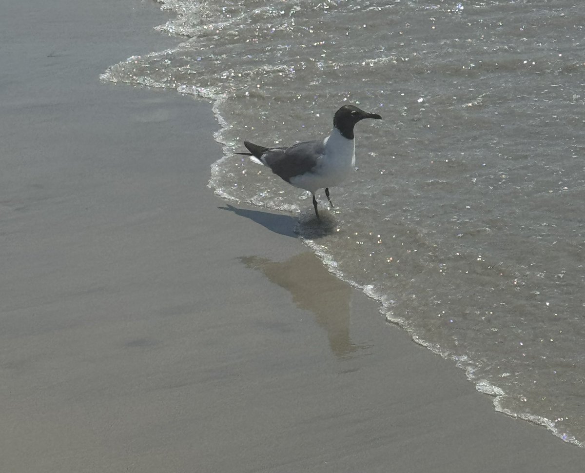 stepha_henson's tweet image. Did you know that birds like hawks are trained to deter seagull activity at area beaches such as in Ocean City, NJ? I wrote a Lyrical Info Fiction PB about it and it’s on sub! Editors, please reach out!