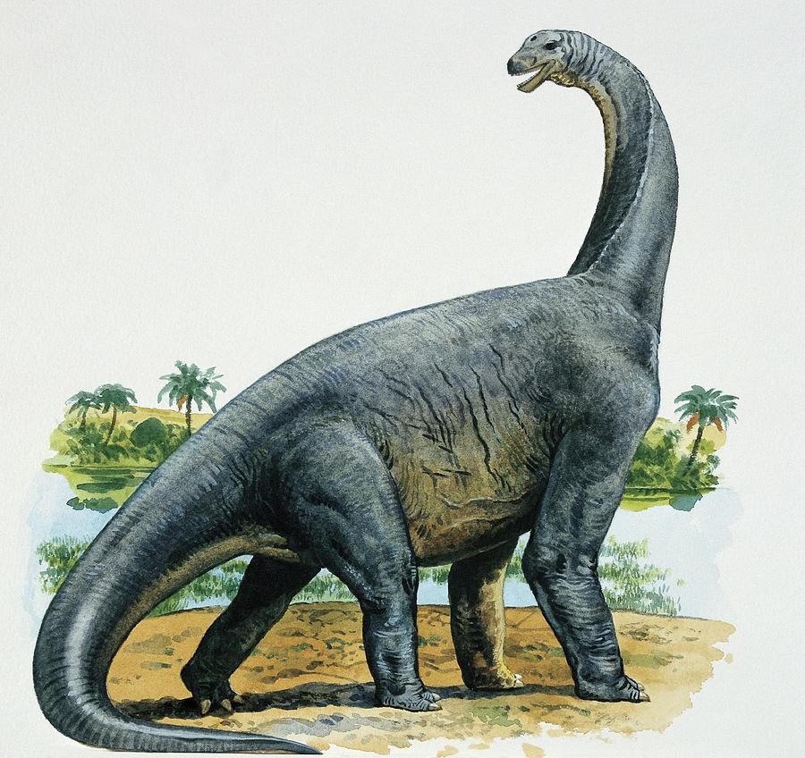 dinonostalgia's tweet image. Cetiosaurus, the whale lizard, was a sauropod dinosaur from the Middle Jurassic of Britain.
It lived 168 million years ago and could grow to 16 meters in length.