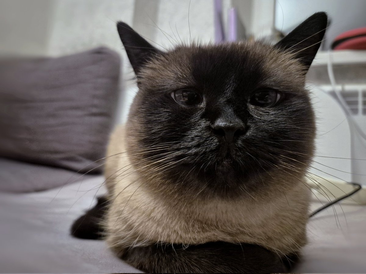 Фото глупой кошки, чтобы вы знали, кого нужно стыдить.