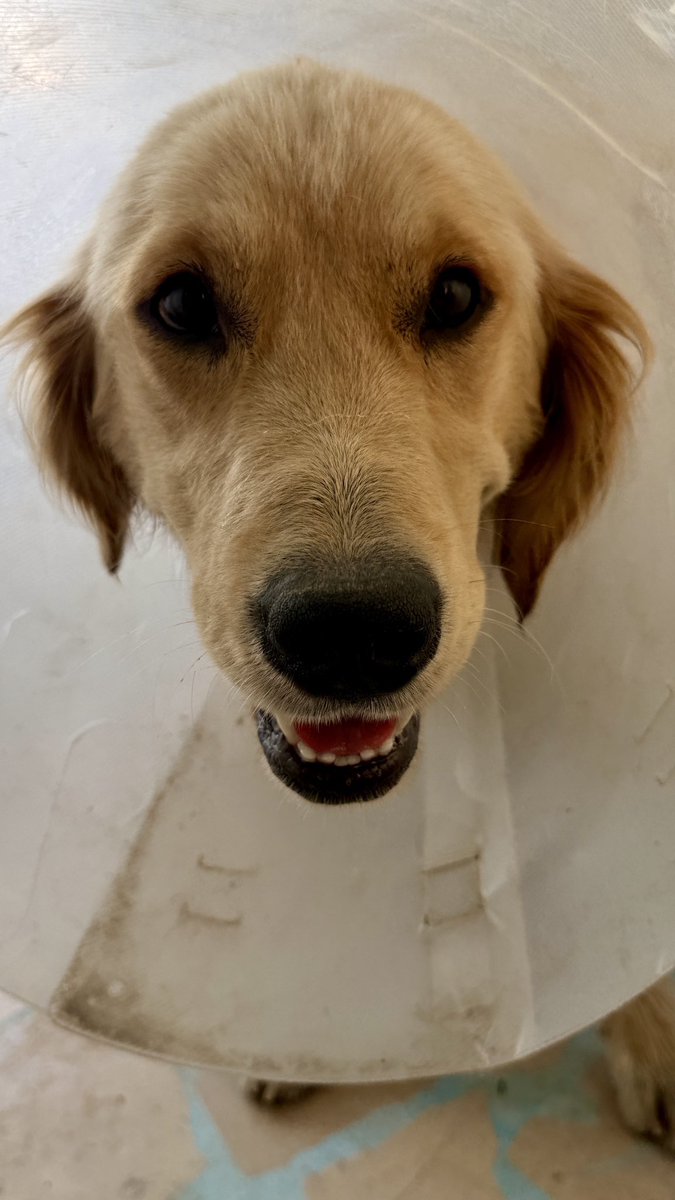 Haber's tweet photo. İzmir'de denize girdiği için CİMER'e şikayet edilen Ares, götürüldüğü barınakta kanlı ishale yakalanıp hayatını kaybetti. https://t.co/BUPZYRmI8C
