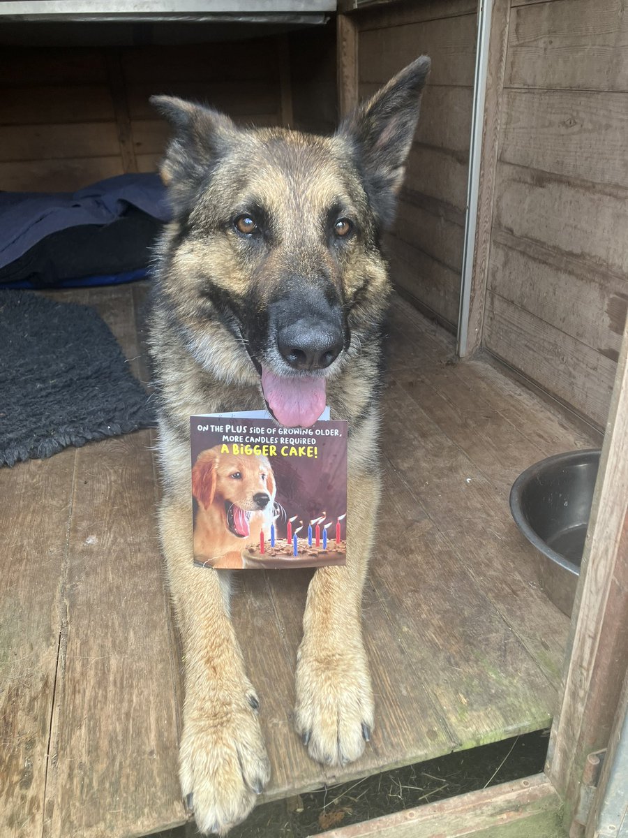 PD_MagicMerlin's tweet image. Happy 8th birthday to the best crew mate 👮 🐕 still fighting crime 😁