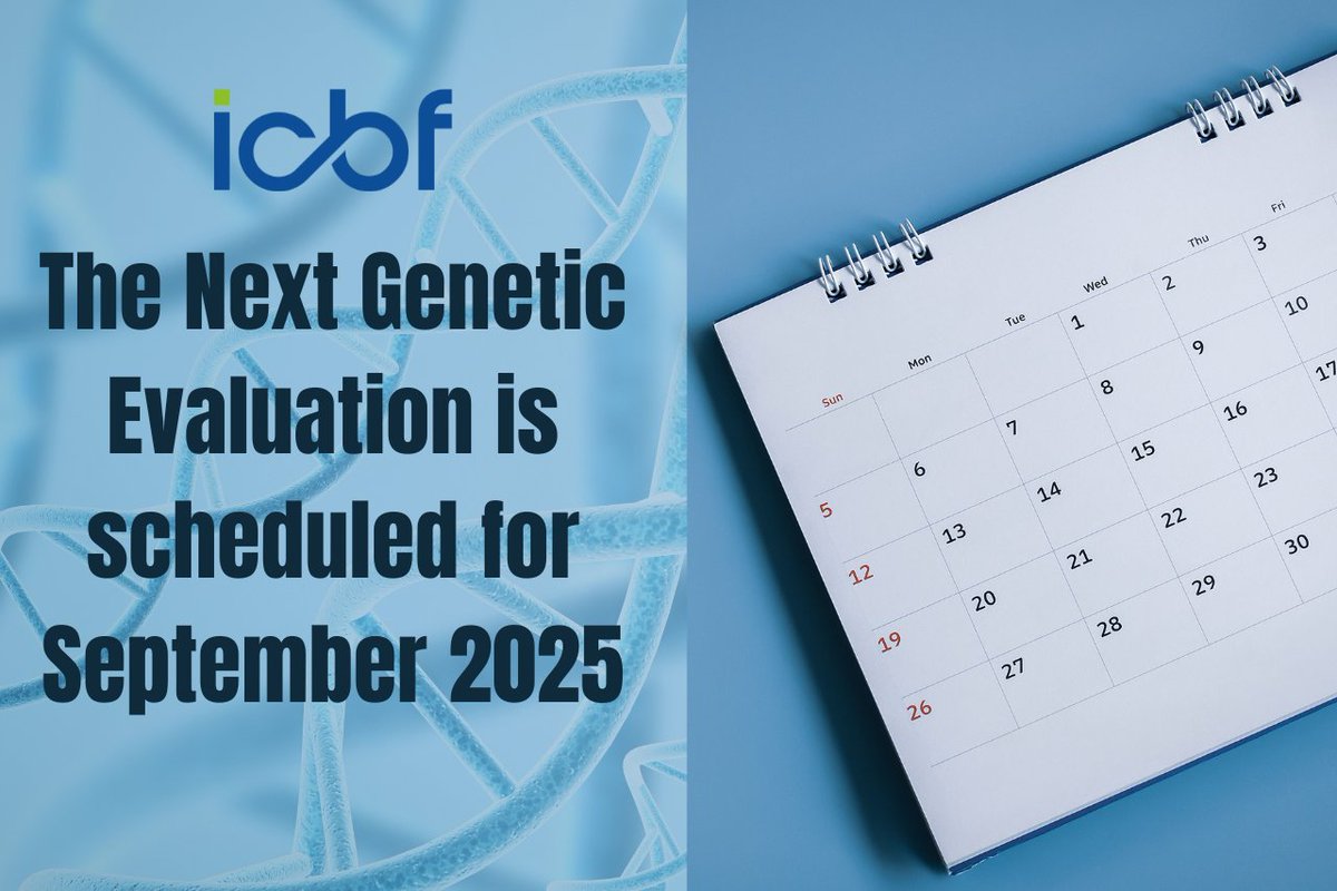 Due to the planned implementation of important upgrades to both the beef and dairy evaluations, the next genetic evaluation will be published in September 2025. 
icbf.com/icbf-confirms-…
