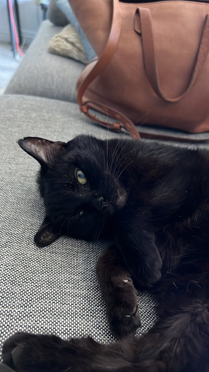 RonPlacone's tweet image. Heartbroken to report that Lucy will be crossing the Rainbow Bridge. She was an incredibly loving cat who was very, very loved. She was the heartbeat of our household, and my companion for 19 years. I’ll be posting more in time. For now, getting through it.