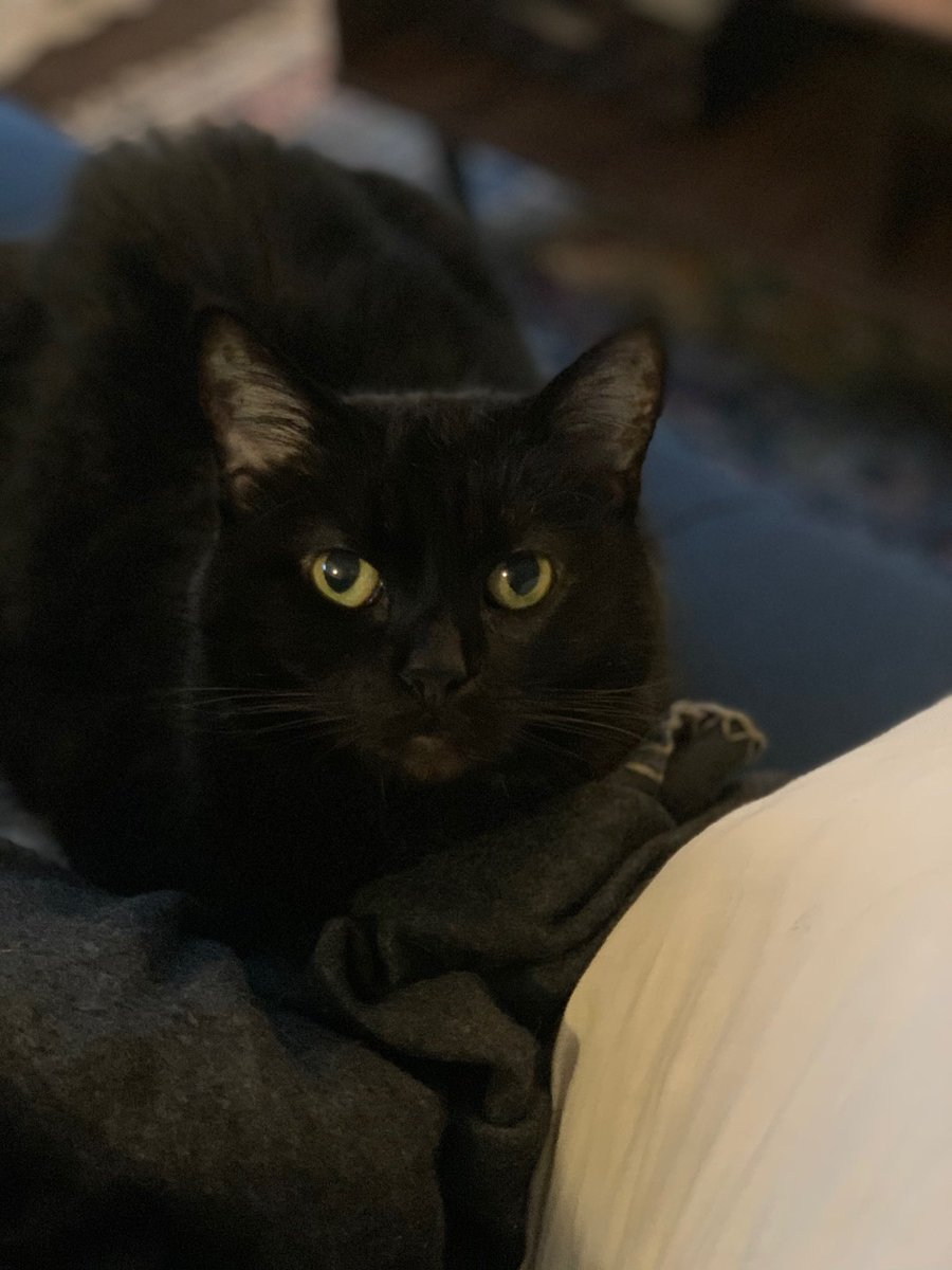RonPlacone's tweet image. Heartbroken to report that Lucy will be crossing the Rainbow Bridge. She was an incredibly loving cat who was very, very loved. She was the heartbeat of our household, and my companion for 19 years. I’ll be posting more in time. For now, getting through it.