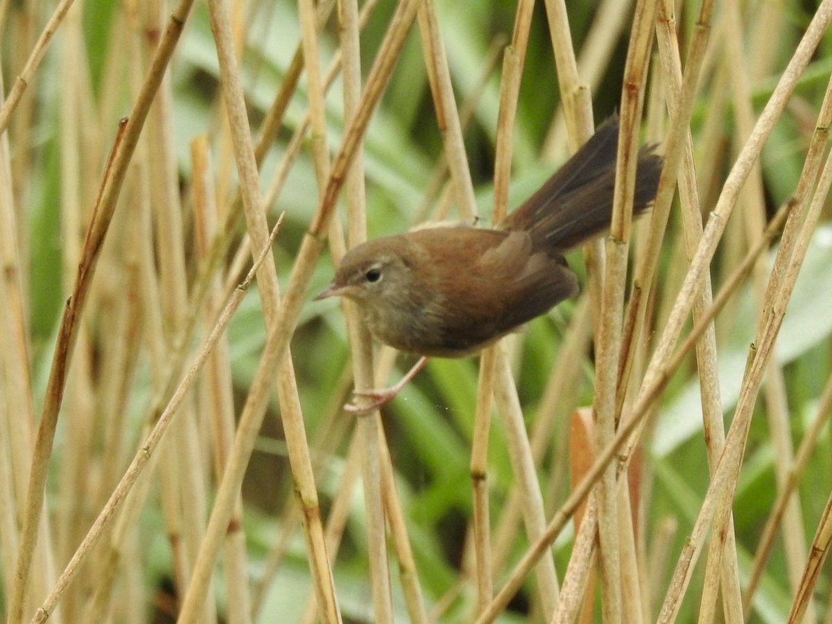 Pat Hogarth (@pathogarth) on Twitter photo Misty start <a href="/tophilllow/">tophilllow</a> but one of my best days for a long time. Warblers aplenty incl fledgling Cetti’s practicing the look 1/5 <a href="/Natures_Voice/">RSPB</a> <a href="/BNAscience/">BNA science</a> <a href="/Britnatureguide/">The British Nature Guide</a> <a href="/discoverHullEY/">Discover Hull</a> <a href="/YorkshireWater/">Yorkshire Water 💧</a> #TwitterNatureCommunity Misty start <a href="/tophilllow/">tophilllow</a> but one of my best days for a long time. Warblers aplenty incl fledgling Cetti’s practicing the look 1/5 <a href="/Natures_Voice/">RSPB</a> <a href="/BNAscience/">BNA science</a> <a href="/Britnatureguide/">The British Nature Guide</a> <a href="/discoverHullEY/">Discover Hull</a> <a href="/YorkshireWater/">Yorkshire Water 💧</a> #TwitterNatureCommunity