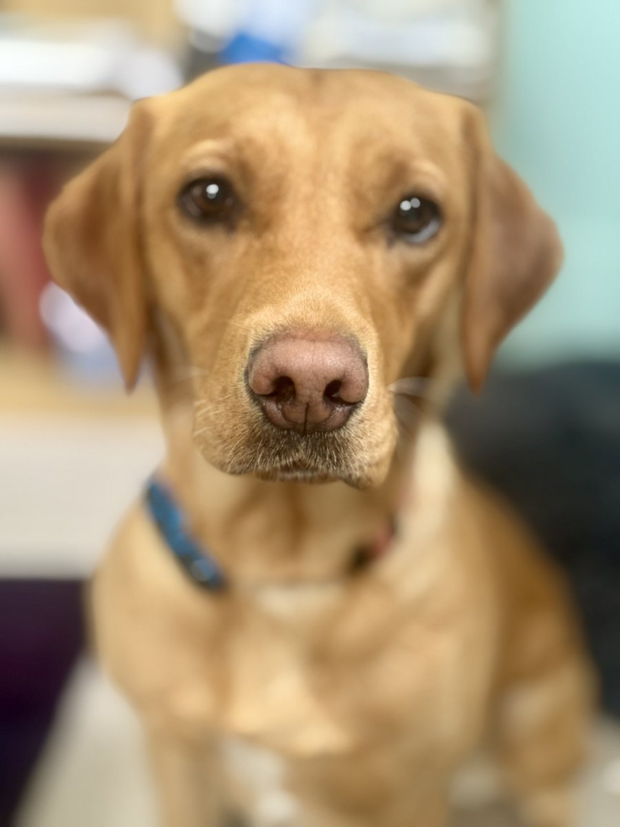 Countess Bathurst (@cotswoldladyb) on Twitter photo And this is the other distraction…
How I get any work done is beyond me - they’re currently ragging each other on my office floor…
<a href="/sspoldogsection/">Surrey & Sussex Dogs</a> - your fault.. 🥰 And this is the other distraction…
How I get any work done is beyond me - they’re currently ragging each other on my office floor…
<a href="/sspoldogsection/">Surrey & Sussex Dogs</a> - your fault.. 🥰