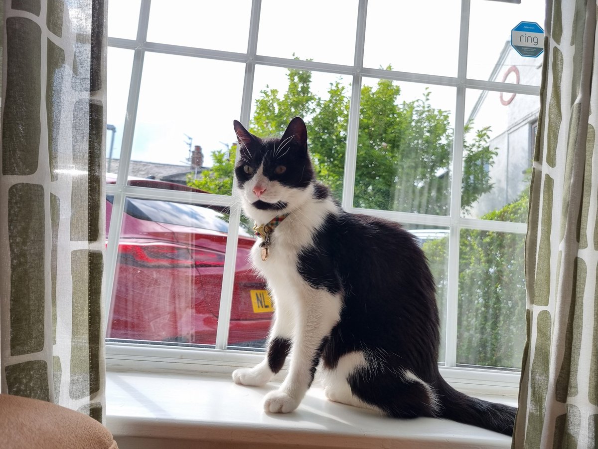 AlvinASBO's tweet image. I've just knocked a full mug of coffee over on the windowsill β It's gone down the wall, curtains and under the sofa. Mum said naughty words π€¬
I'm now sat on said windowsill because Mum had to remove coffee soaked ornaments, so I have more room πΌπΈ πΎπΎ