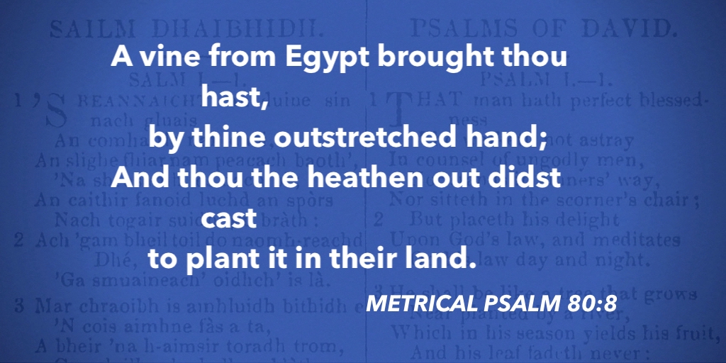 fccscot's tweet image. Metrical Psalm 80:8 – A vine from Egypt brought thou hast #purityofworship #MetricalPsalms