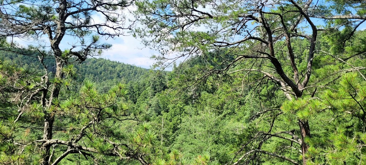 longhunter09's tweet image. Rock Bridge Trail, Red River Gorge, Daniel Boone National Forest