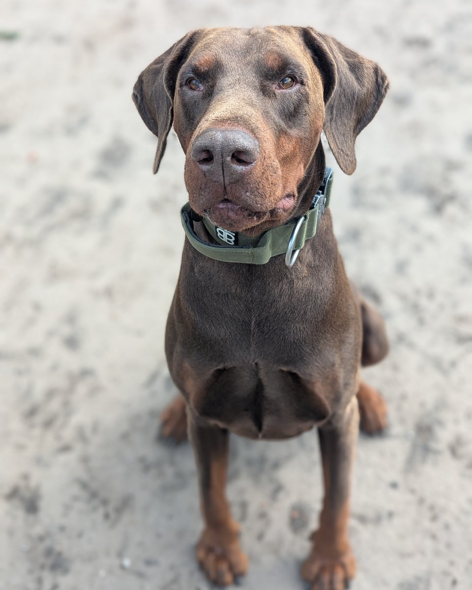 UkRescue's tweet image. Hi there, I’m Kylo, a 5-year-old Doberman with a heart full of love, looking for my forever home! My previous owner’s life changed, and through no fault of mine, they had to make the tough choice to let me go.
I’m ready to find a new family who can shower me with affection and…