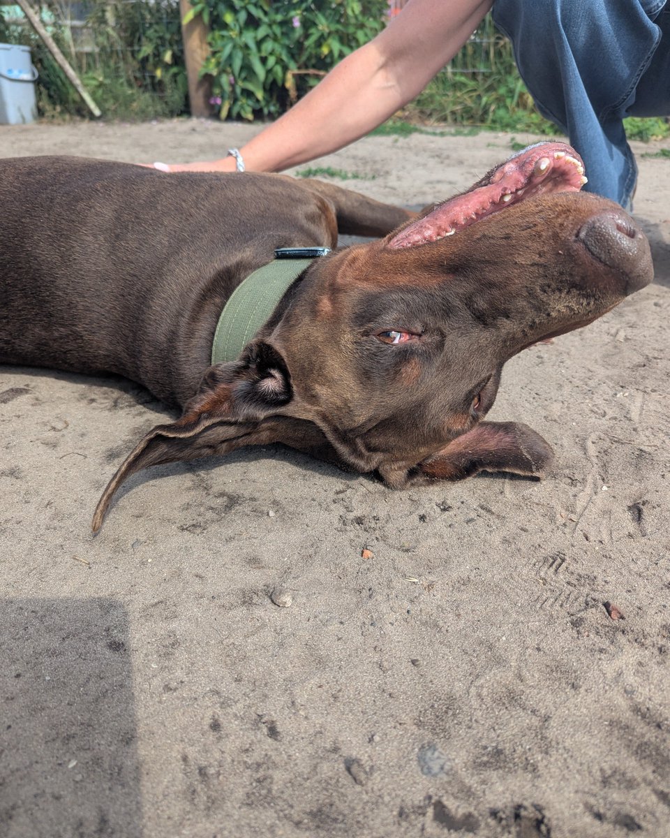 UkRescue's tweet image. Hi there, I’m Kylo, a 5-year-old Doberman with a heart full of love, looking for my forever home! My previous owner’s life changed, and through no fault of mine, they had to make the tough choice to let me go.
I’m ready to find a new family who can shower me with affection and…