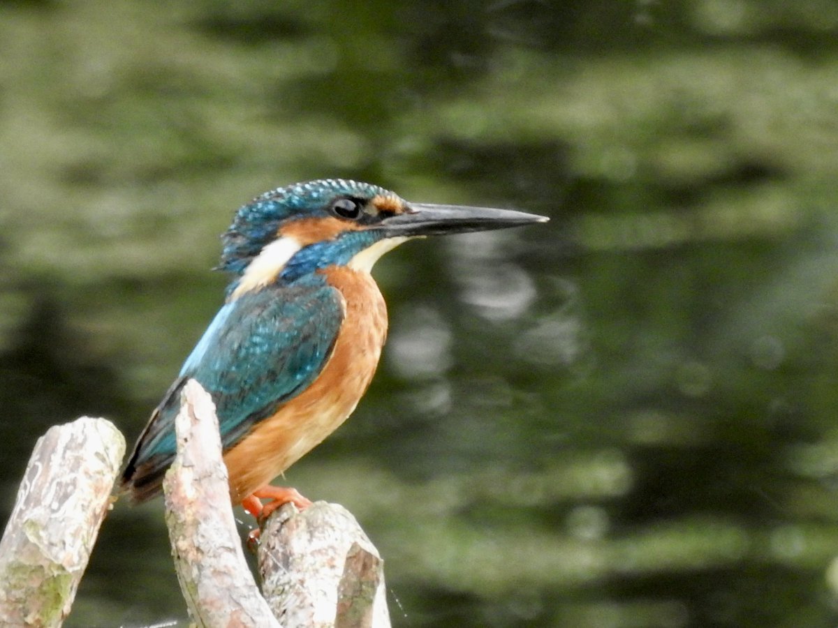 Pat Hogarth (@pathogarth) on Twitter photo Misty start <a href="/tophilllow/">tophilllow</a> but one of my best days for a long time. Then a male Kingfisher stopped by long enough for a photo 🥳 and then came back briefly 3/5 <a href="/Natures_Voice/">RSPB</a> <a href="/BNAscience/">BNA science</a> <a href="/Britnatureguide/">The British Nature Guide</a> <a href="/discoverHullEY/">Discover Hull</a> <a href="/YorkshireWater/">Yorkshire Water 💧</a> #TwitterNatureCommunity Misty start <a href="/tophilllow/">tophilllow</a> but one of my best days for a long time. Then a male Kingfisher stopped by long enough for a photo 🥳 and then came back briefly 3/5 <a href="/Natures_Voice/">RSPB</a> <a href="/BNAscience/">BNA science</a> <a href="/Britnatureguide/">The British Nature Guide</a> <a href="/discoverHullEY/">Discover Hull</a> <a href="/YorkshireWater/">Yorkshire Water 💧</a> #TwitterNatureCommunity