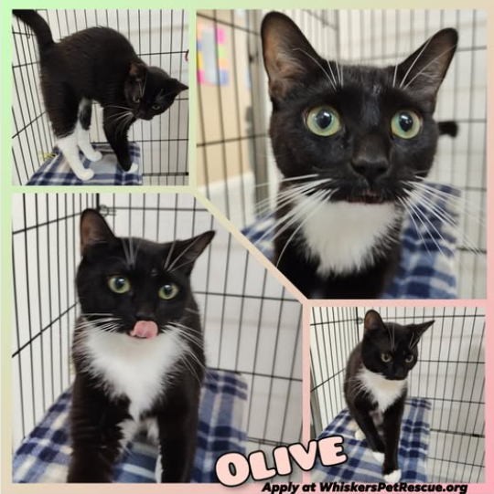 OLIVE – Our Little Tuxedo Girl! 
At just 10 months old, Olive is a playful, affectionate, and oh-so-charming young lady who’s ready to steal your heart. She absolutely loves attention — but fair warning, this little diva can have her spicy moments too!