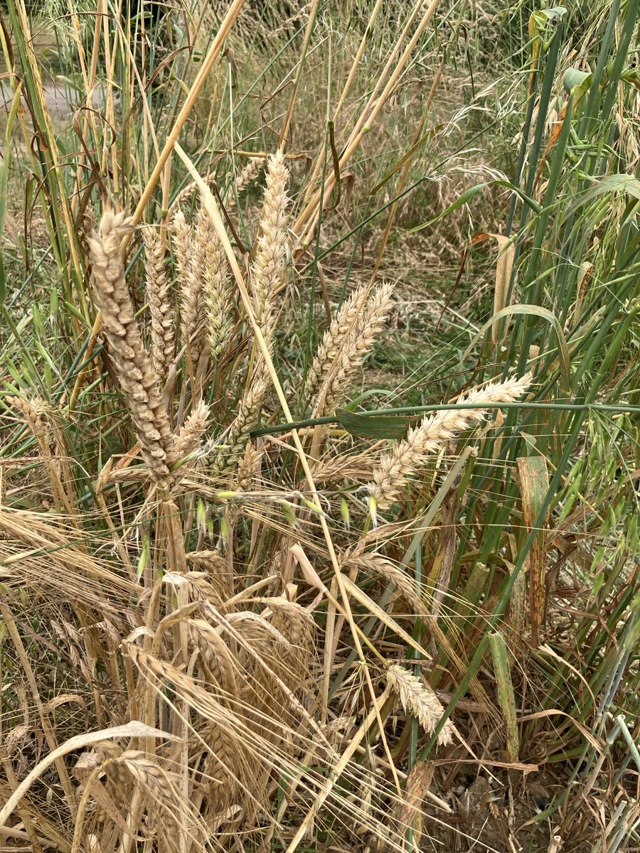Janenewberry55's tweet image. It’s pretty unusual to harvest this early. A reminder of a fabulous summer. Straw is sooo gold this year!!
#cornwalllife #dogs
