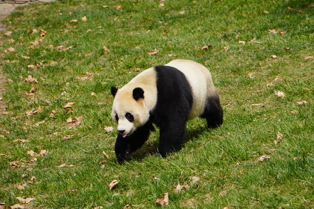 We’re so excited to visit Bei Bei, Tai Shan, Bao Bao, and Xiao Qi Ji in Wolong this weekend! Don’t miss out on this amazing experience!
Virtual Tour Sign-Up: mypandatours.com/collections/al…
 TOUR #173•Wolong Panda Base• Saturday 19 July, 9:30PM (Times in EDT)