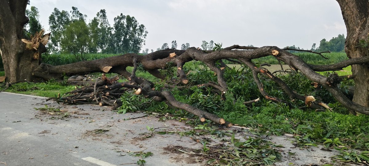 utkarshsitapur's tweet photo. संदना थाना सीतापुर ग्राम डेंगरा के ग्राम प्रधान आस मोहम्मद द्वारा सैकड़ो हरे आम के पेड़ो का कटान ,आज रात सड़क के किनारे सारे पेड़ो को साफ करने की तैयारी। सरकार क्यों कहती हैं कि "एक पेड़ मा के नाम"? https://t.co/h8f9VXElAW