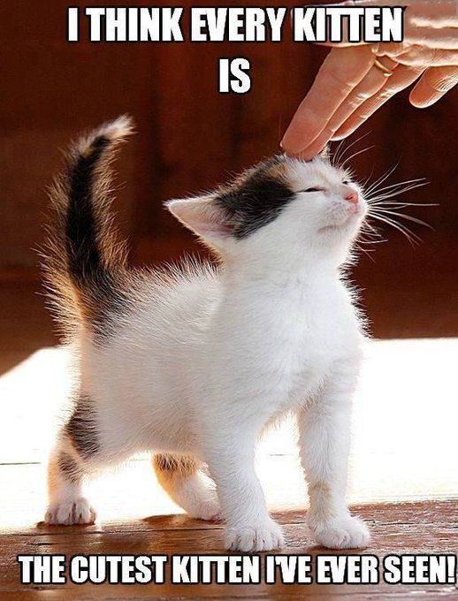 We have kittens!  Apply at WhiskersPetRescue.org