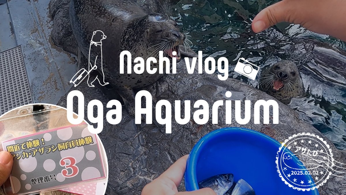 nachilog812's tweet image. 【秋田vlog後編アップしました❄️】
男鹿水族館GAOで飼育体験🦭
みずき、たんぽぽにエサをあげたり触れたり…感動の時間でした✨
ホッキョクグマのペアリングの様子もちょこっと🐻❄️
冬の旅と動物の癒しが詰まってます!
🎥 動画はこちら👉 youtu.be/uLcu0WCPjXs
#男鹿水族館 #アザラシ