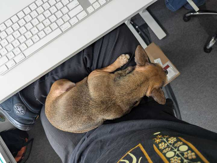 jhspedals's tweet image. i brought my dog to work