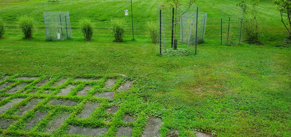 ZZZkin's tweet image. Breakfast this morning looking out on the backyard. My brother & I grew up in this house ๐ โค๏ธ ๐