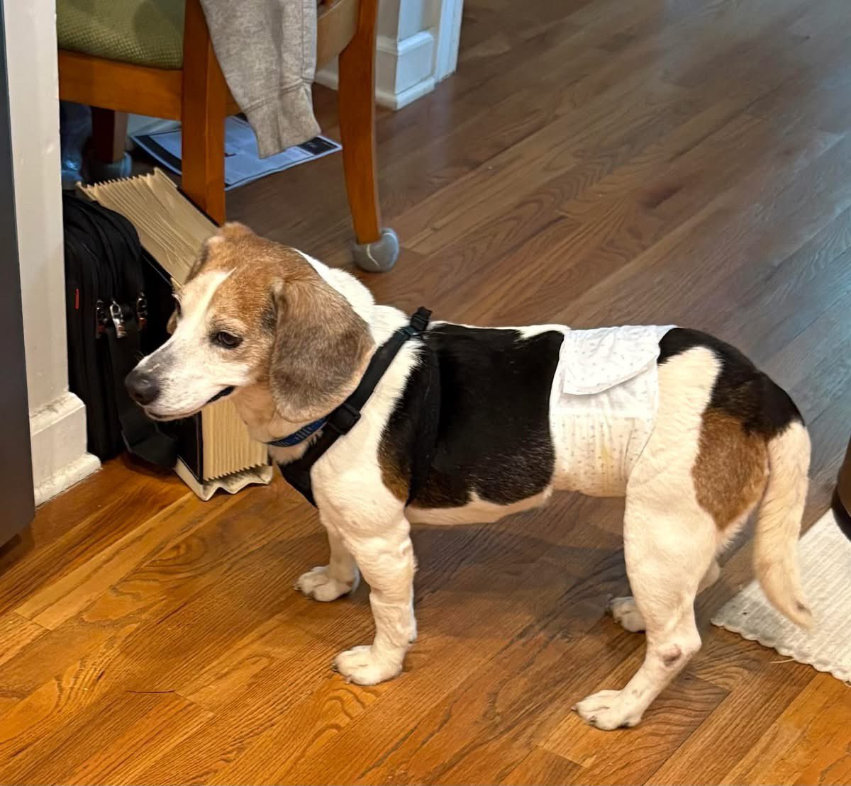 TriBeagles's tweet image. Adoptable beagle of the day-WAFFLES! tribeagles.org/product/waffle…