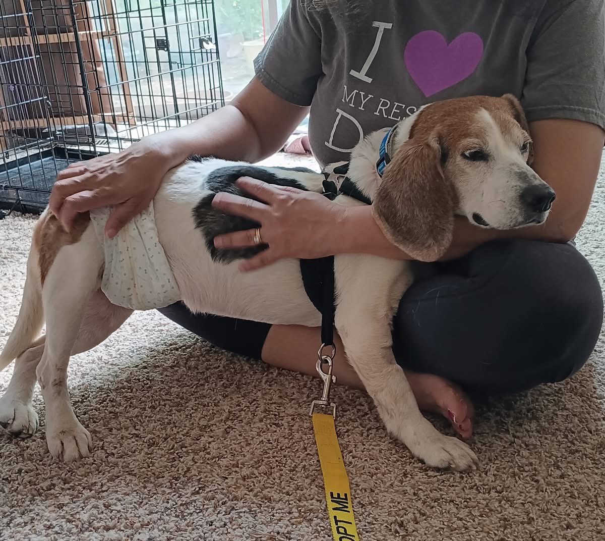 TriBeagles's tweet image. Adoptable beagle of the day-WAFFLES! tribeagles.org/product/waffle…
