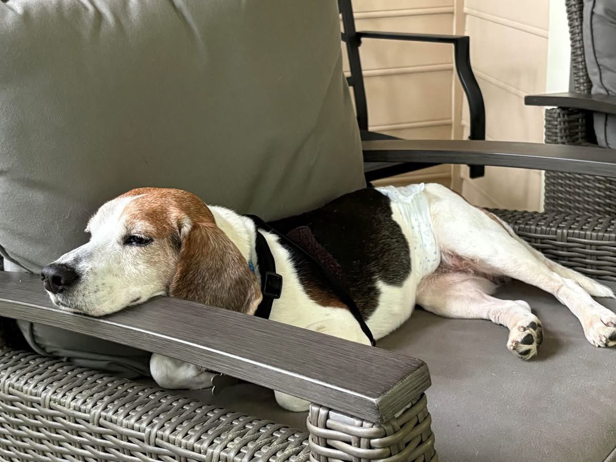 TriBeagles's tweet image. Adoptable beagle of the day-WAFFLES! tribeagles.org/product/waffle…