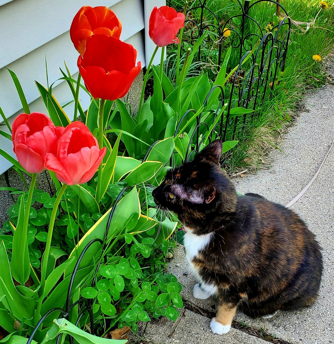 BM1531's tweet image. Sweetie takes a moment to smell the flowers 💐