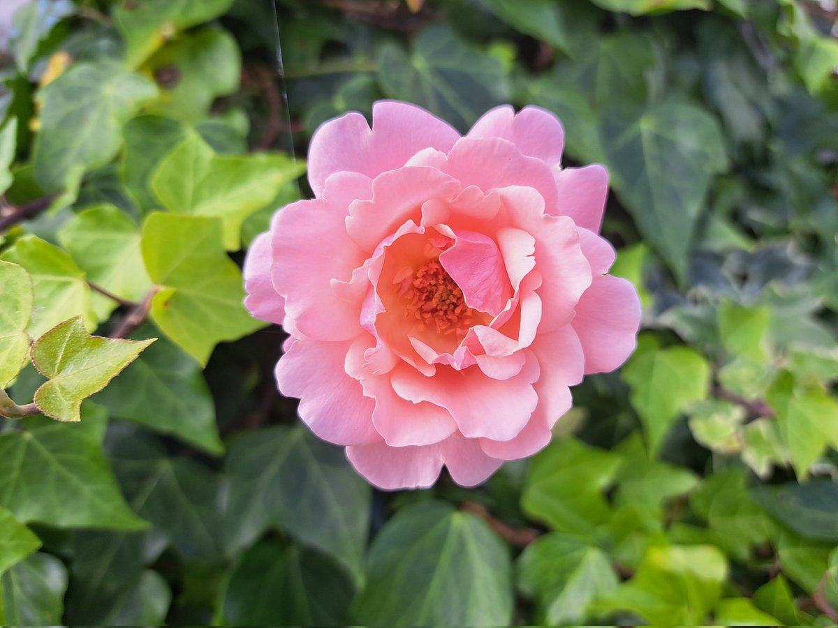 AuthorTracyRees's tweet image. A very grey, dull, humid day today (doing my hair no favours) so here are some pics of radiant blooms from the recent sunny days, to brighten it up #Flowers #walking #thursdayvibes #books #authorlife